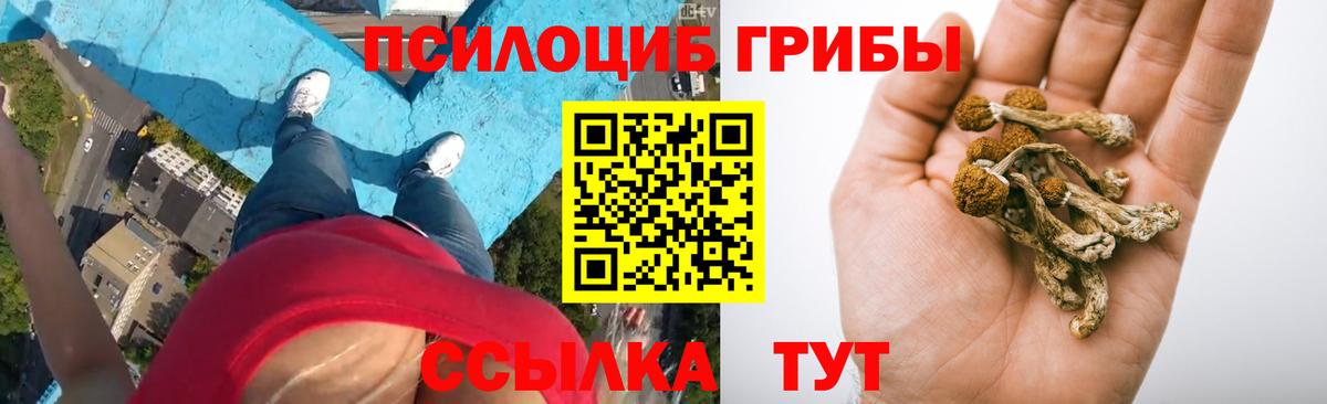 Псилоцибиновые грибы прущие грибы Лесной